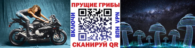 Псилоцибиновые грибы Cubensis где продают кракен ссылки Раменское